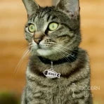 Customized Pet Tag